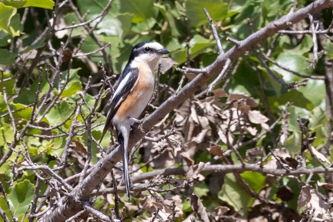 Masked Shrike - ML620798468