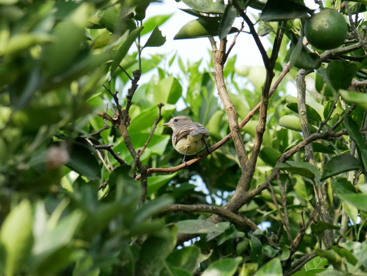 Yellow-crowned Tyrannulet - ML620798484