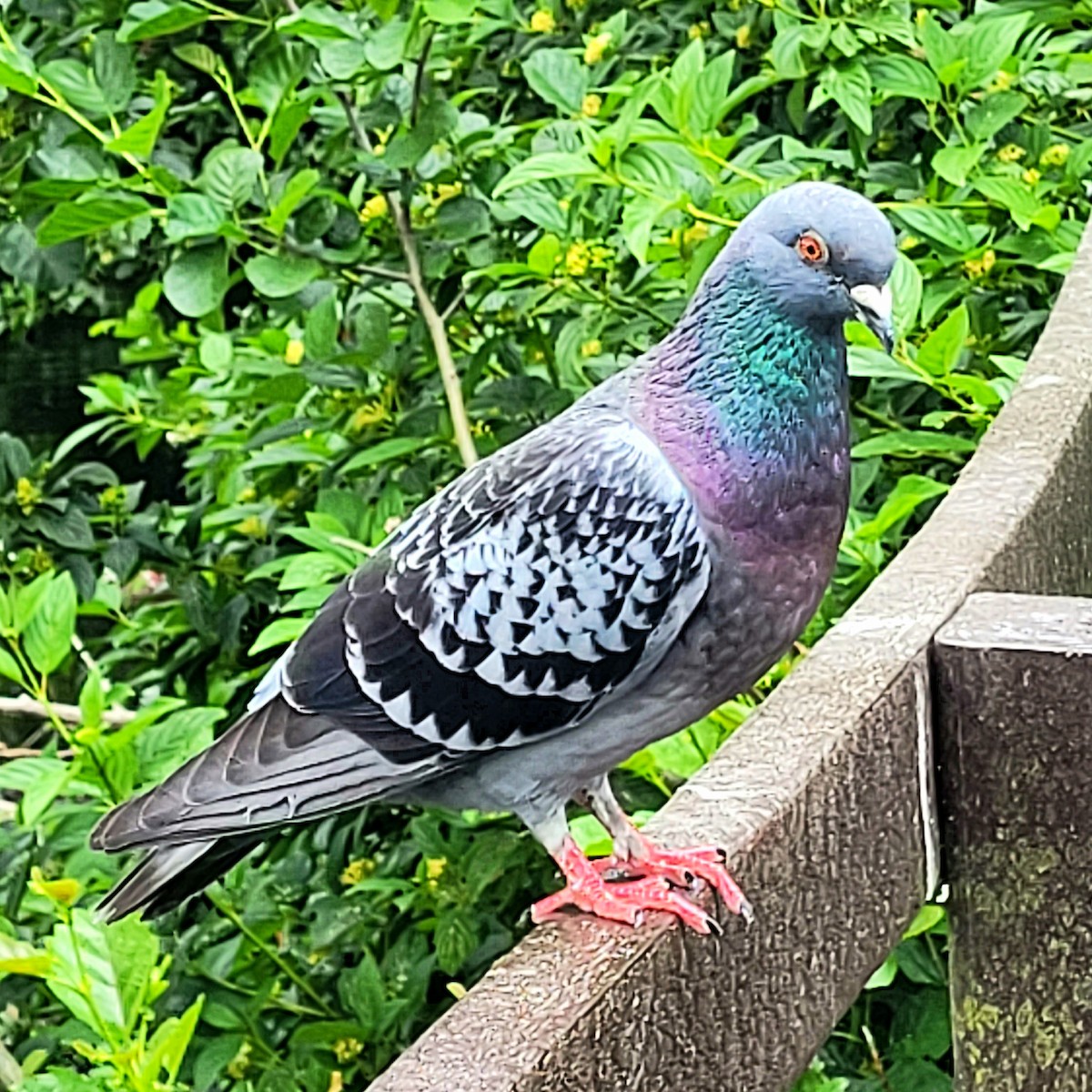 Rock Pigeon (Feral Pigeon) - ML620798490