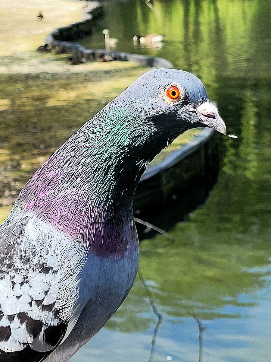 Rock Pigeon (Feral Pigeon) - ML620798491