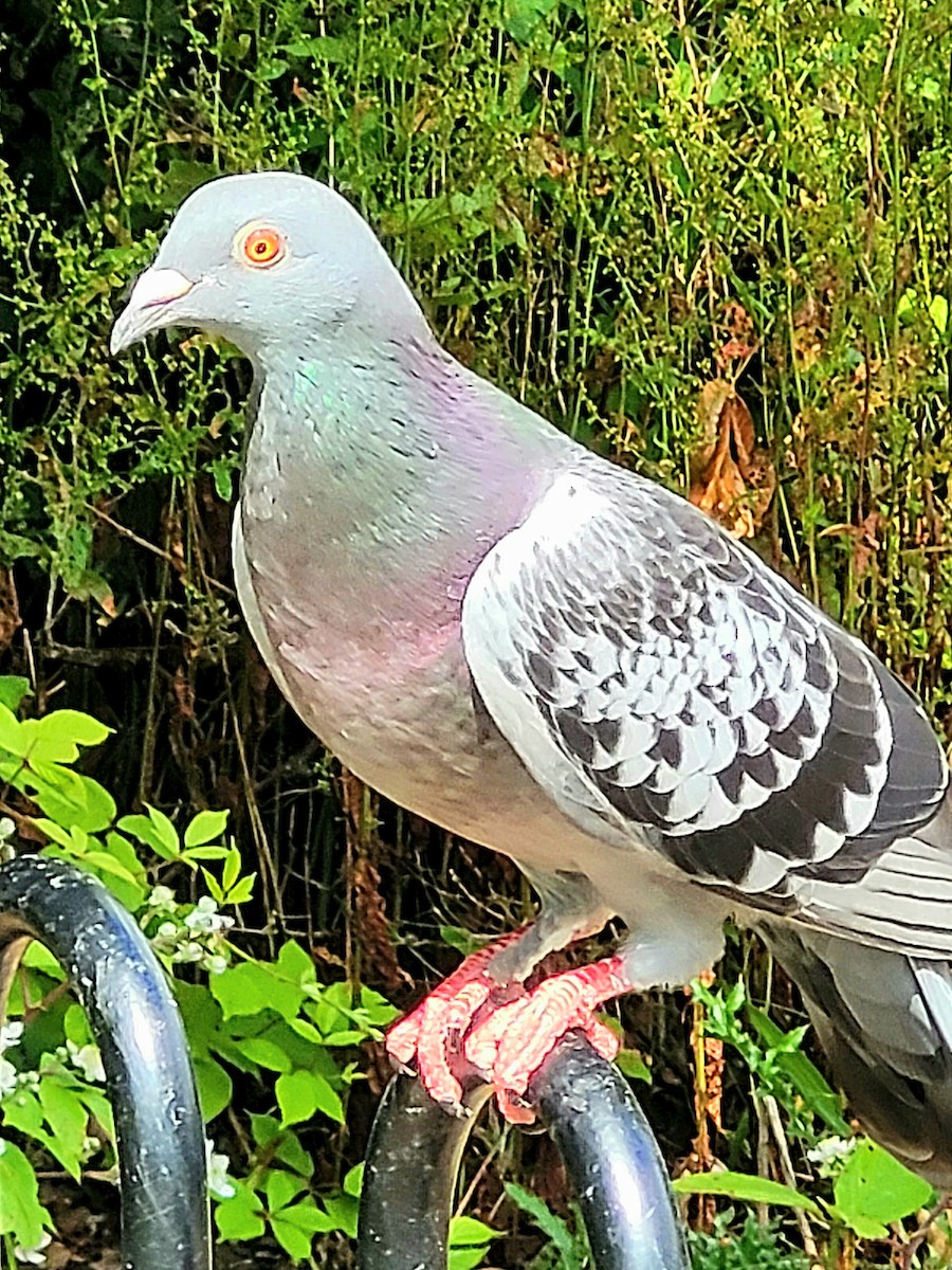 Rock Pigeon (Feral Pigeon) - ML620798492