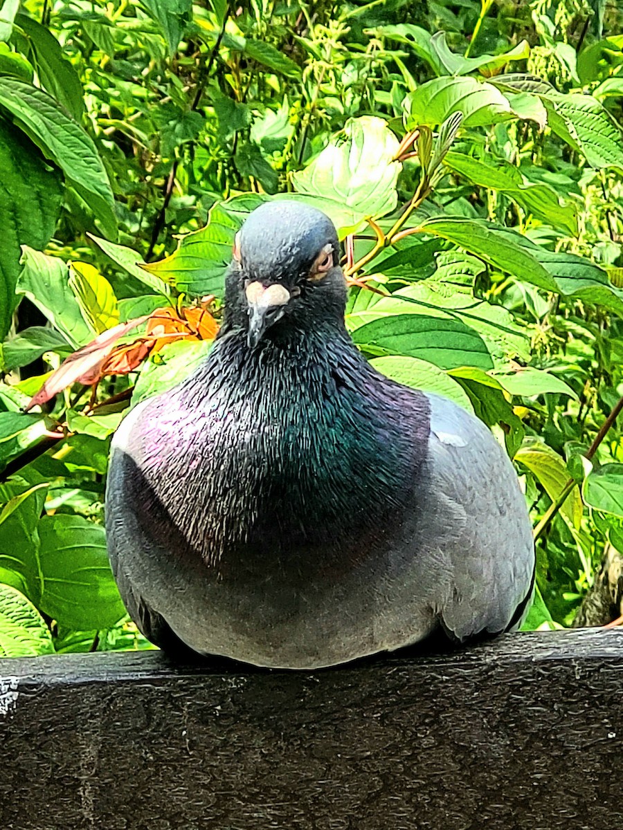 Rock Pigeon (Feral Pigeon) - ML620798494