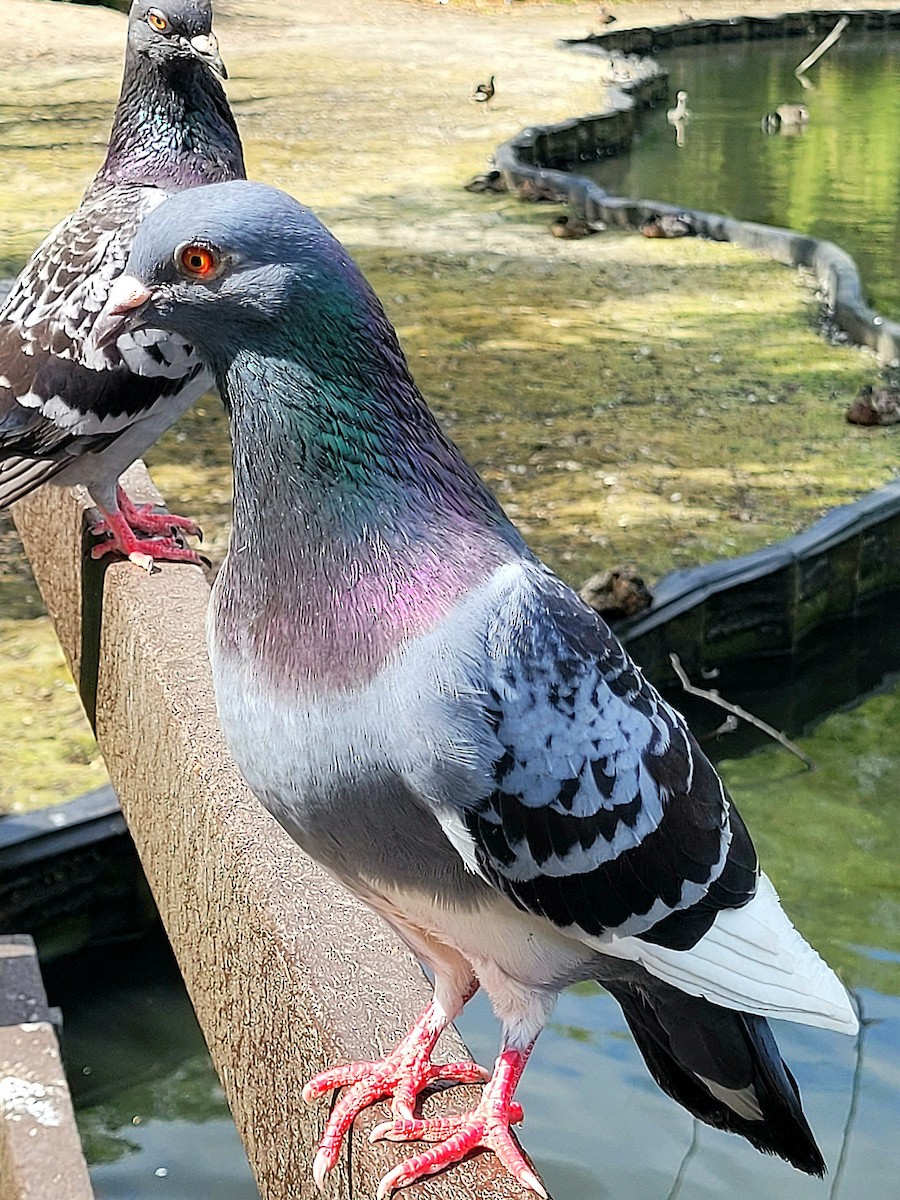 Rock Pigeon (Feral Pigeon) - ML620798495