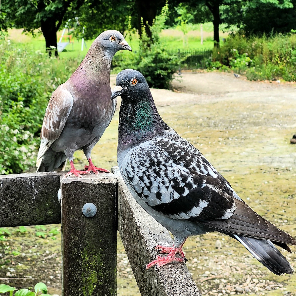 Rock Pigeon (Feral Pigeon) - ML620798497