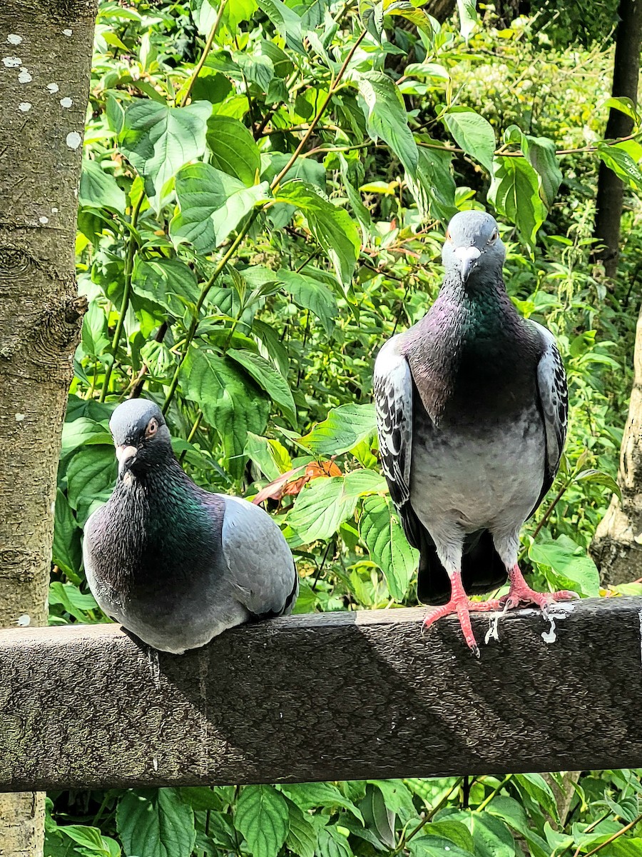 Rock Pigeon (Feral Pigeon) - ML620798500