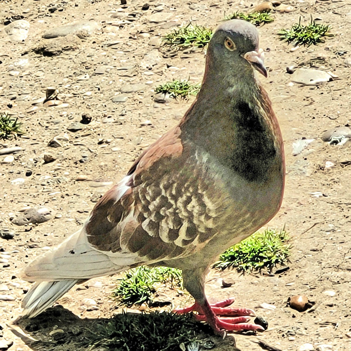 Rock Pigeon (Feral Pigeon) - ML620798501