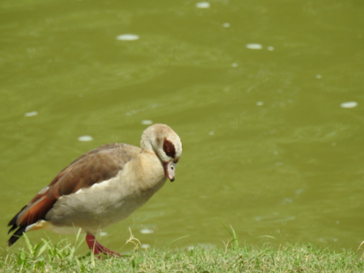 Egyptian Goose - ML620798503