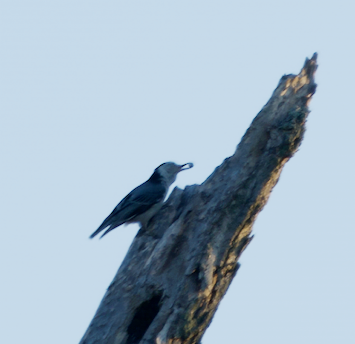 White-breasted Nuthatch - ML620798509