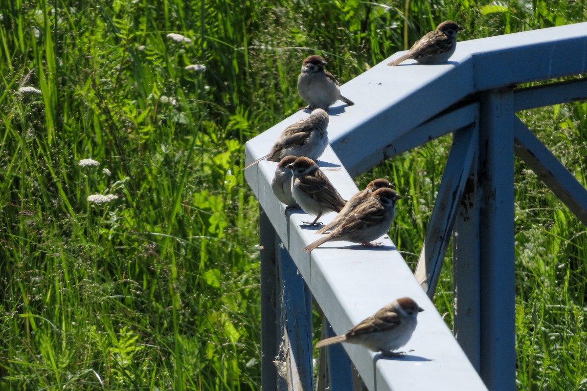 Eurasian Tree Sparrow - ML620798511