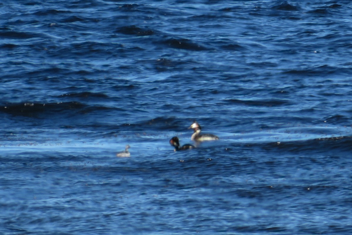 Great Crested Grebe - ML620798526