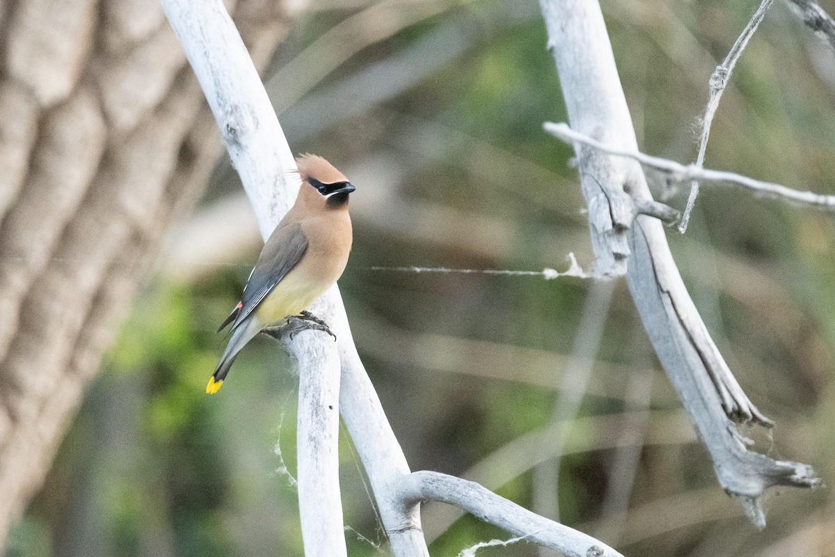 Cedar Waxwing - ML620798527