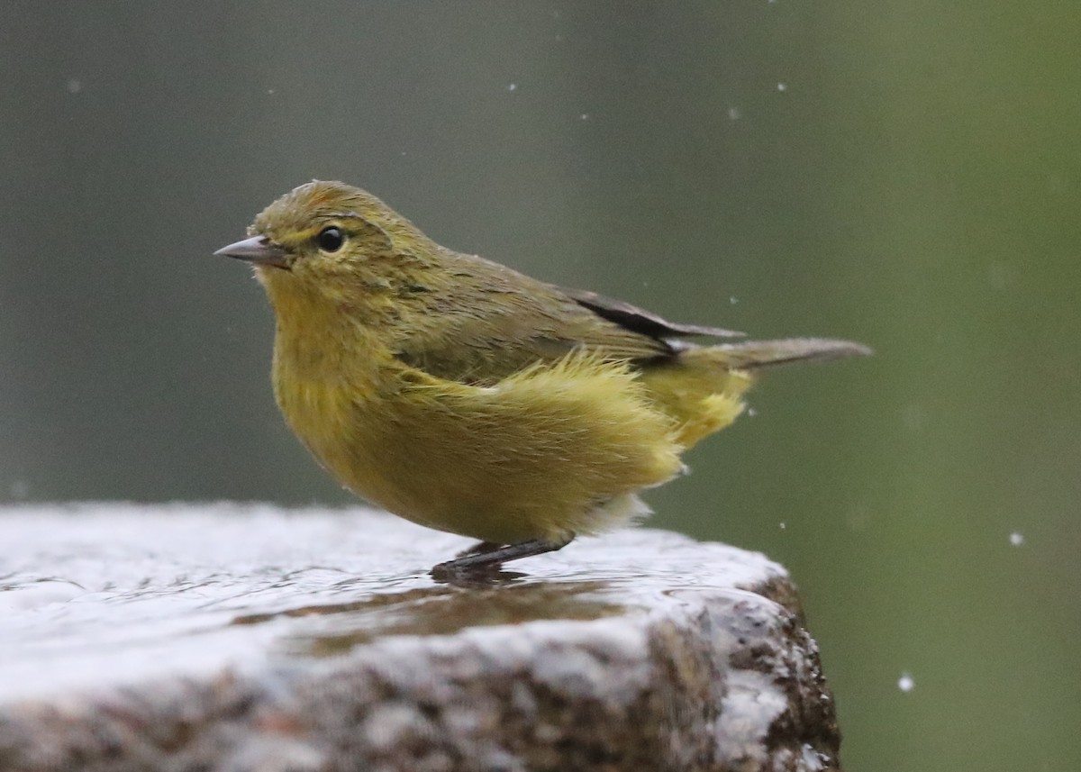 Orange-crowned Warbler - ML620798541