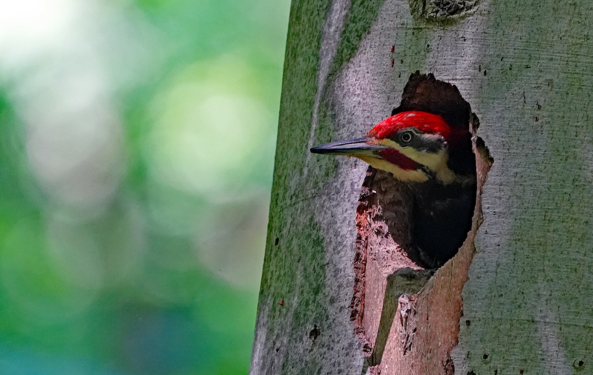 Pileated Woodpecker - ML620798543