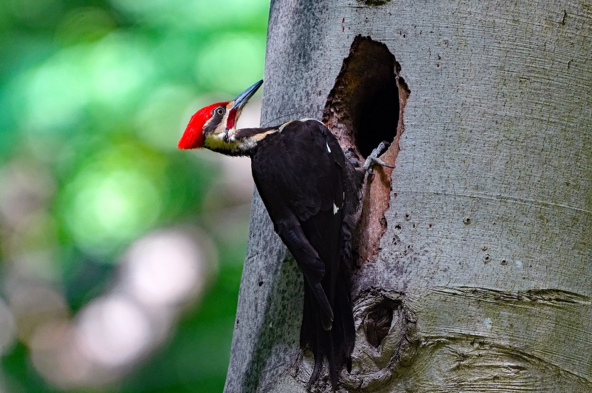 Pileated Woodpecker - ML620798545