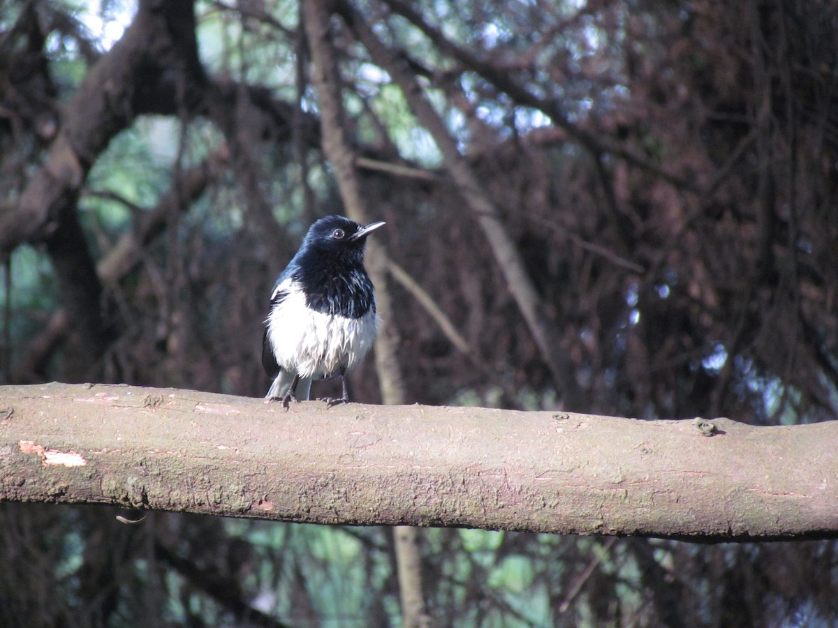 Oriental Magpie-Robin - ML620798547