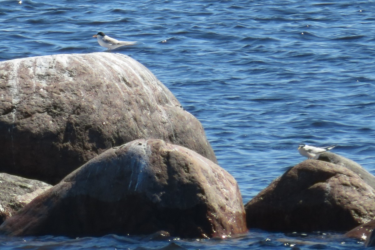 Little Tern - ML620798552