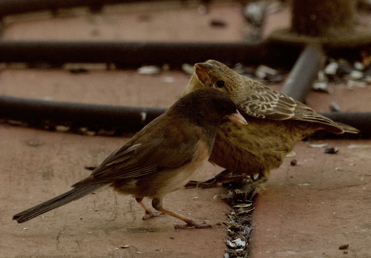 Junco ardoisé (groupe oreganus) - ML620798555