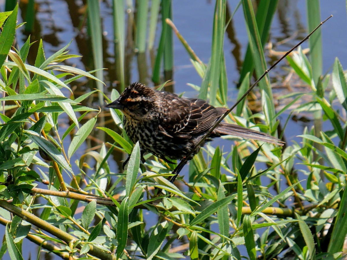 Red-winged Blackbird - Cécile Charlton