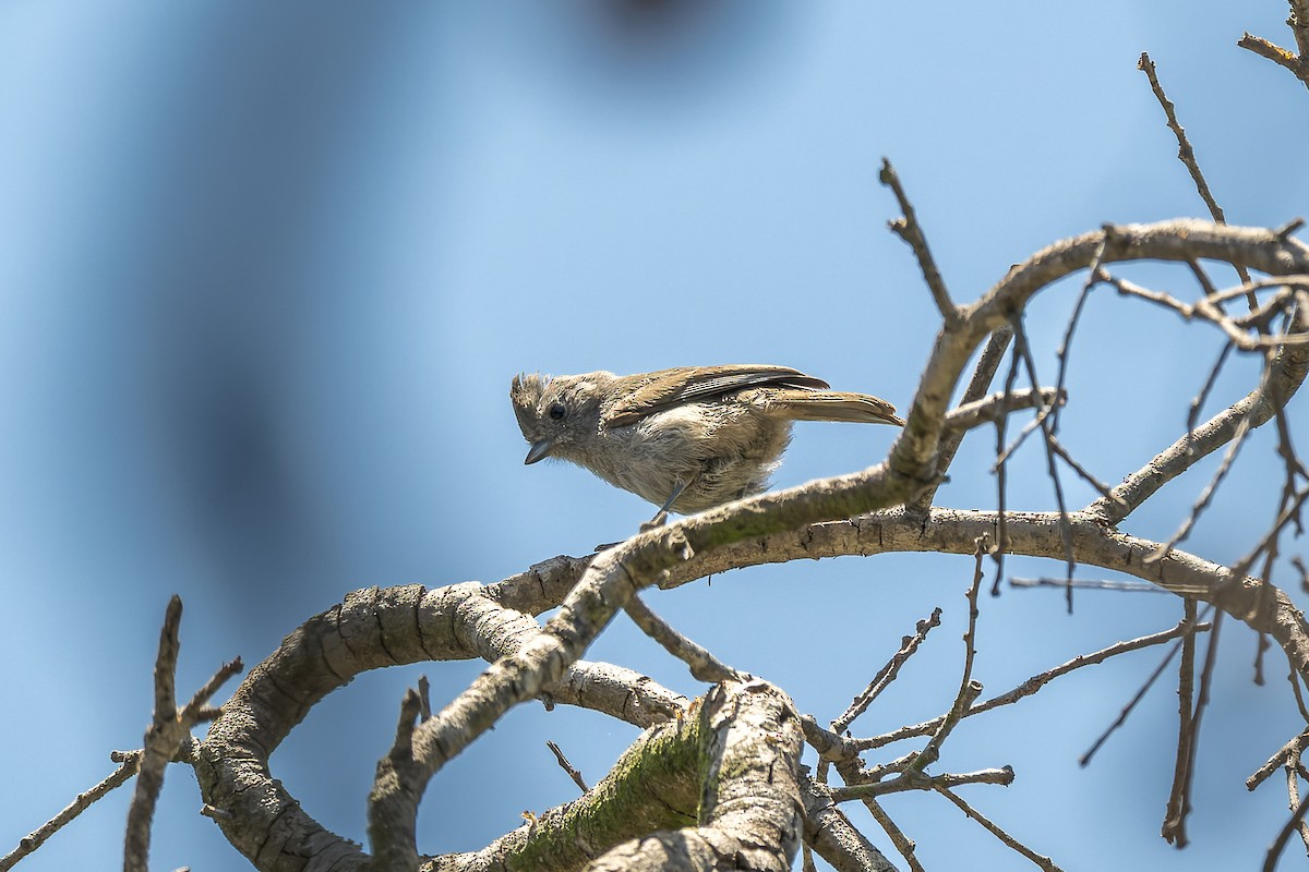 Oak Titmouse - ML620798563