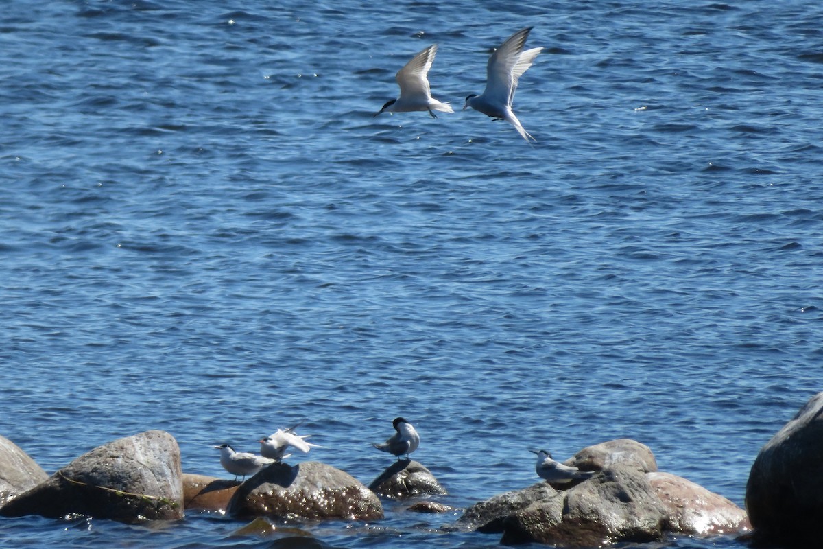 Common Tern - ML620798566