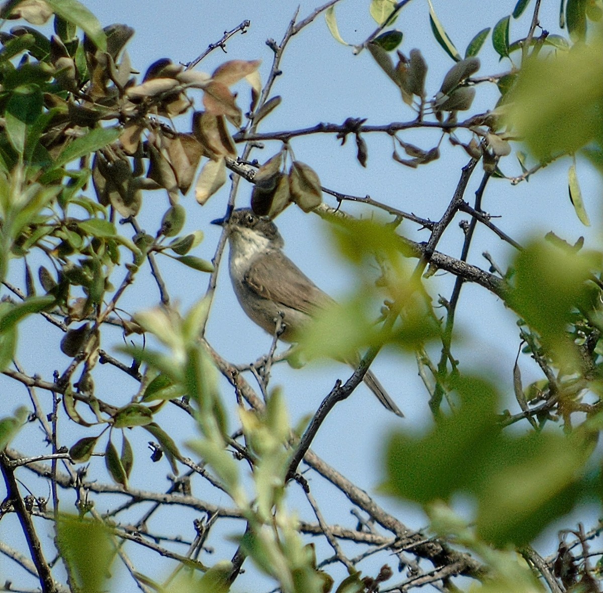 Eastern Orphean Warbler - ML620798570