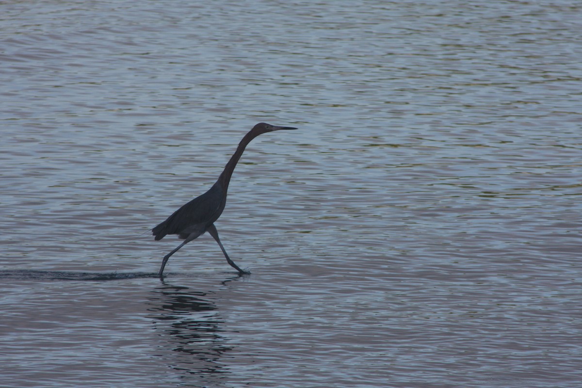 Reddish Egret - ML620798572