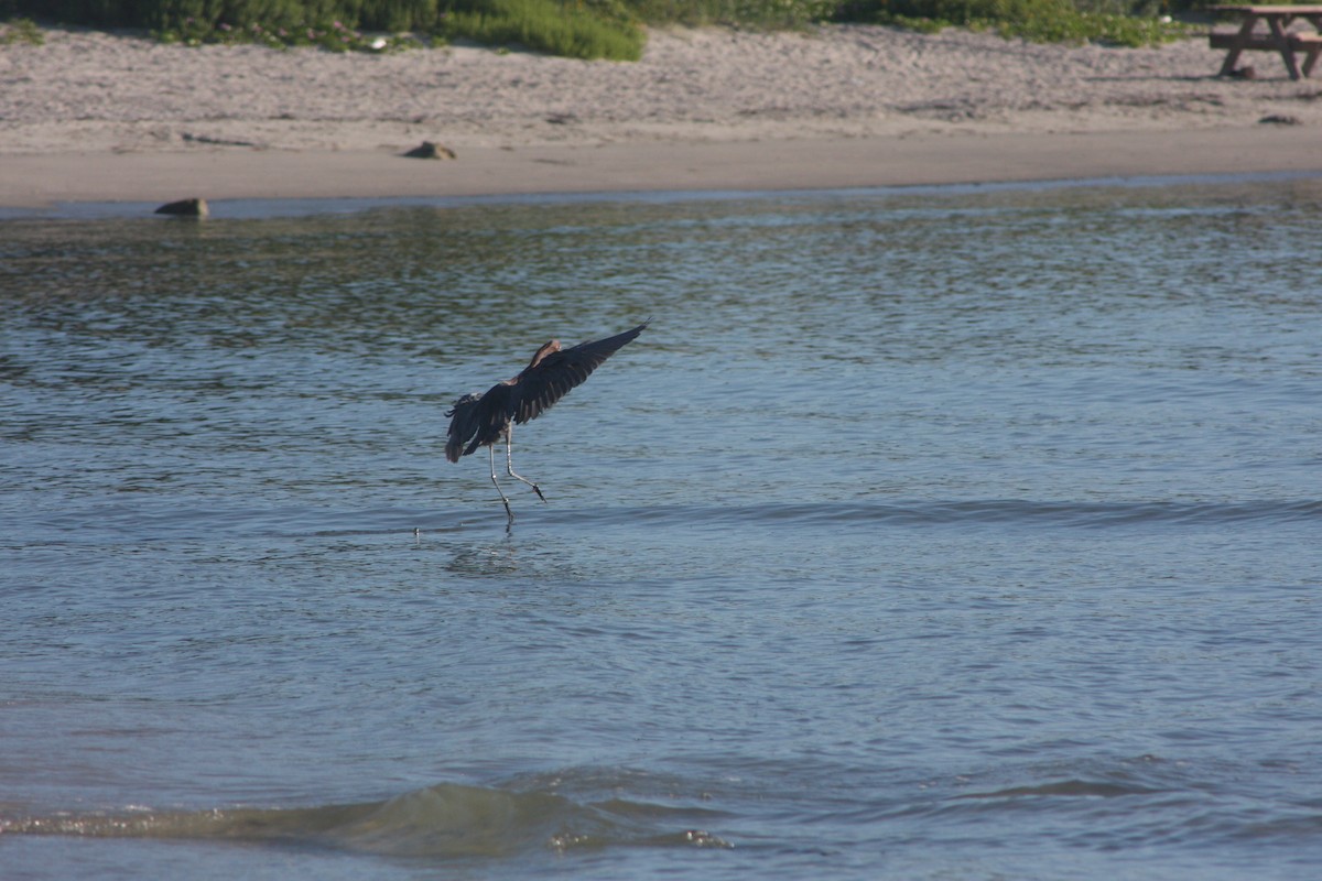 Reddish Egret - ML620798573