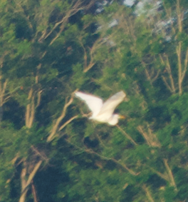 Great Egret - ML620798583