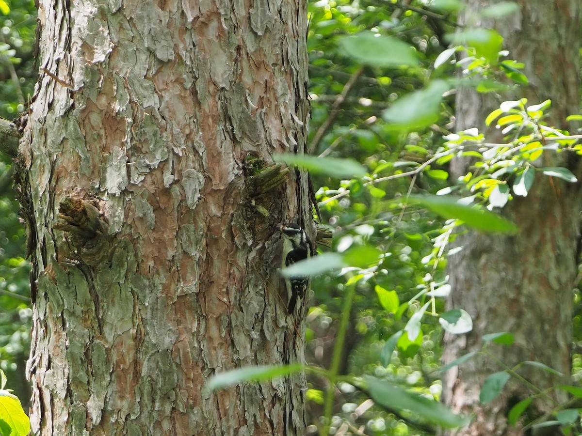 Downy Woodpecker - ML620798588