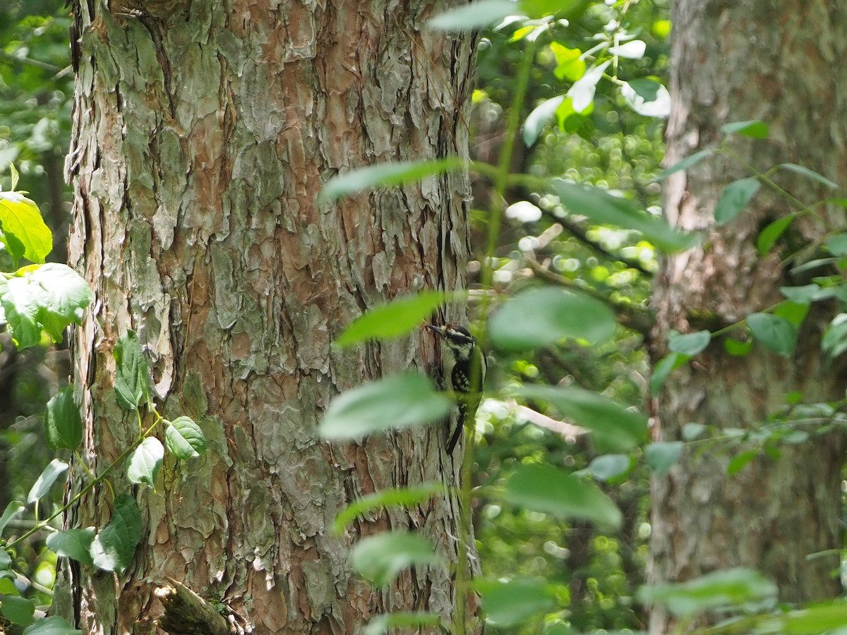 Downy Woodpecker - ML620798589