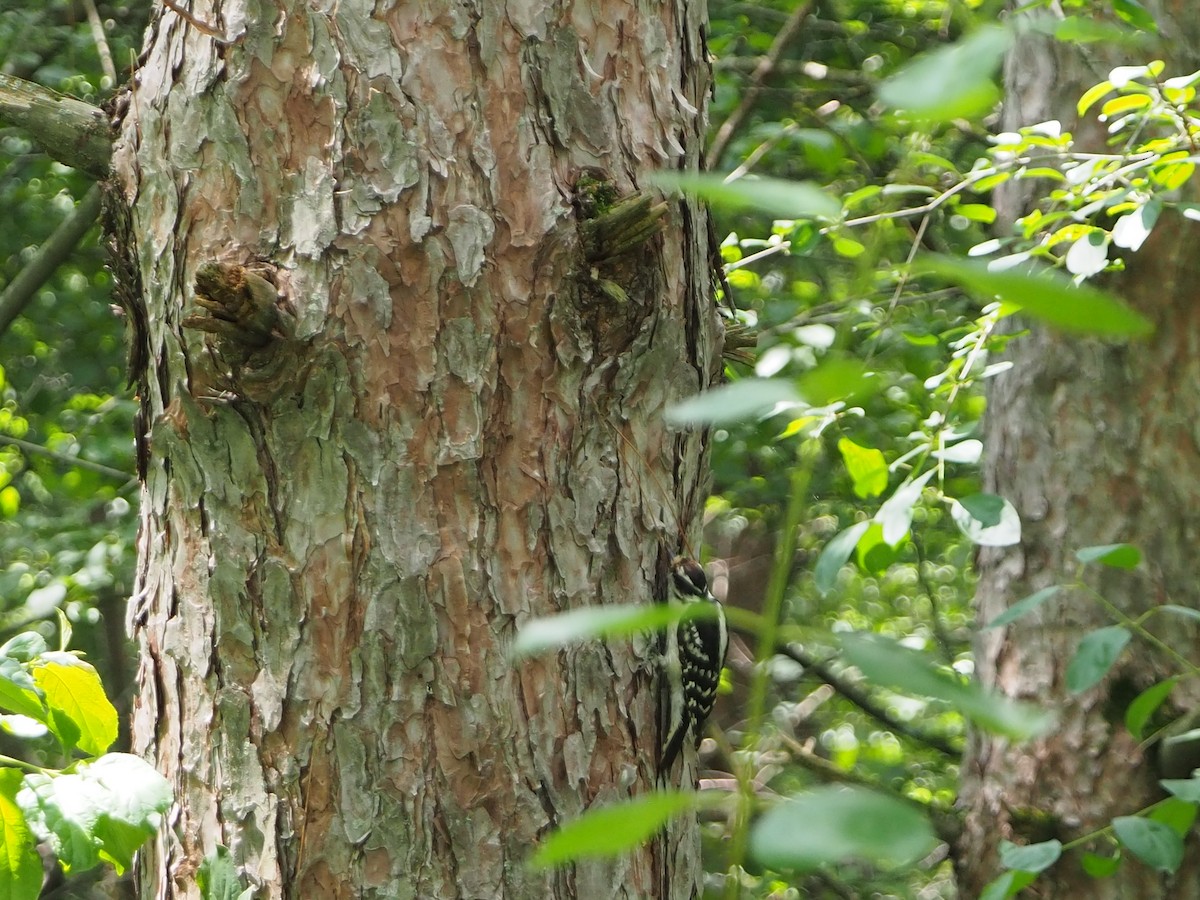 Downy Woodpecker - ML620798591