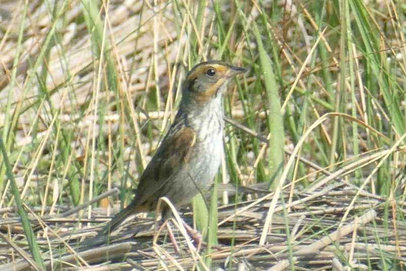 Saltmarsh Sparrow - ML620798597