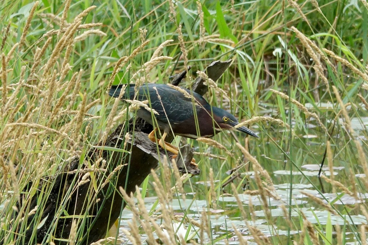 Green Heron - ML620798604