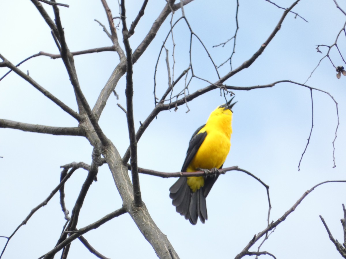 Oriole Blackbird - ML620798615