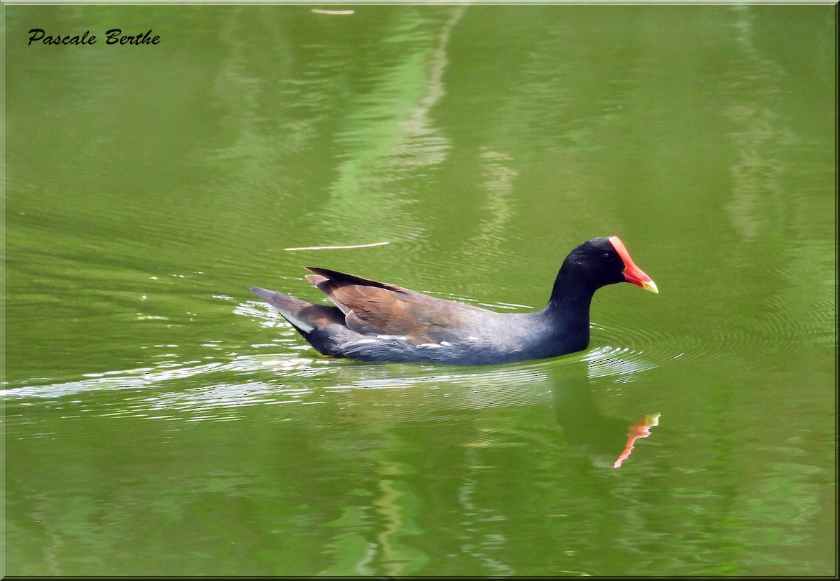 Common Gallinule - ML620798617