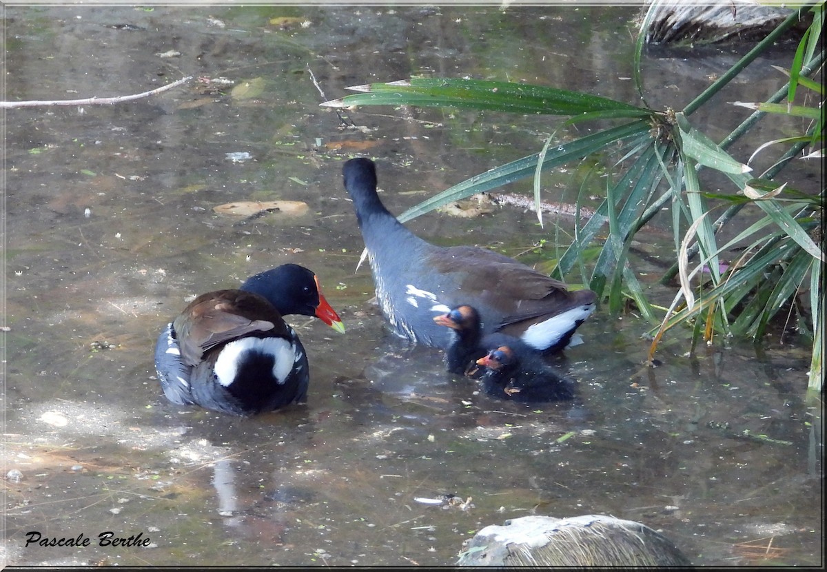 Common Gallinule - ML620798619