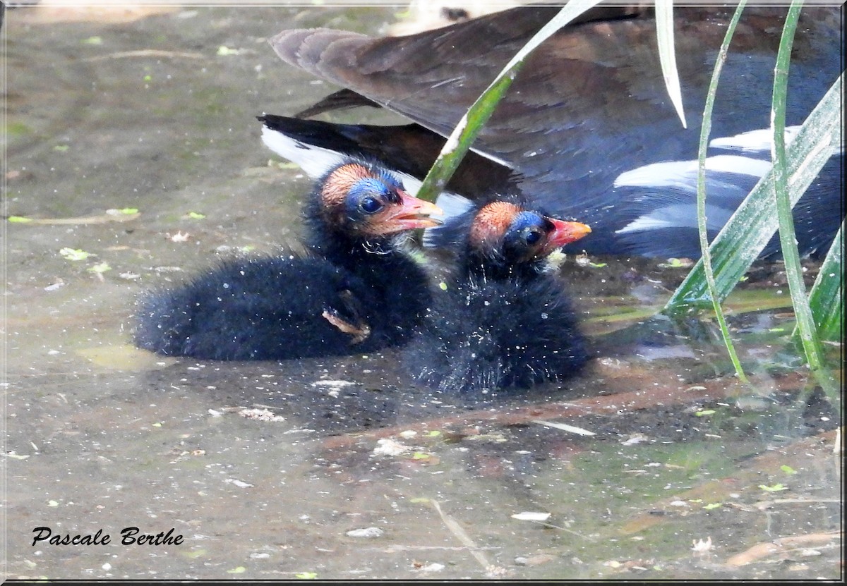 Common Gallinule - ML620798620