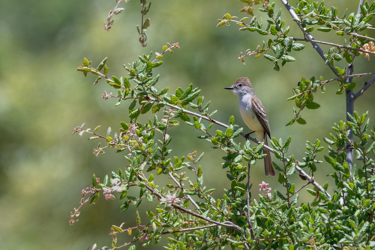 Ash-throated Flycatcher - ML620798624