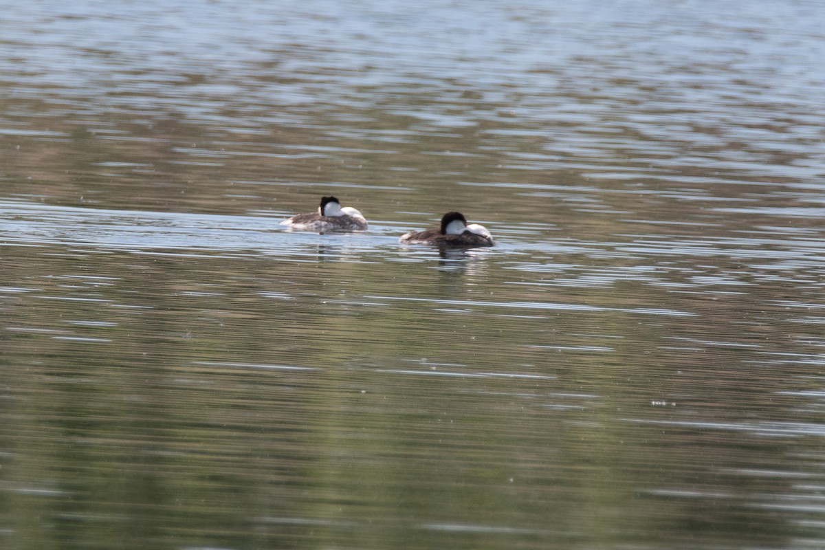 Western Grebe - ML620798627