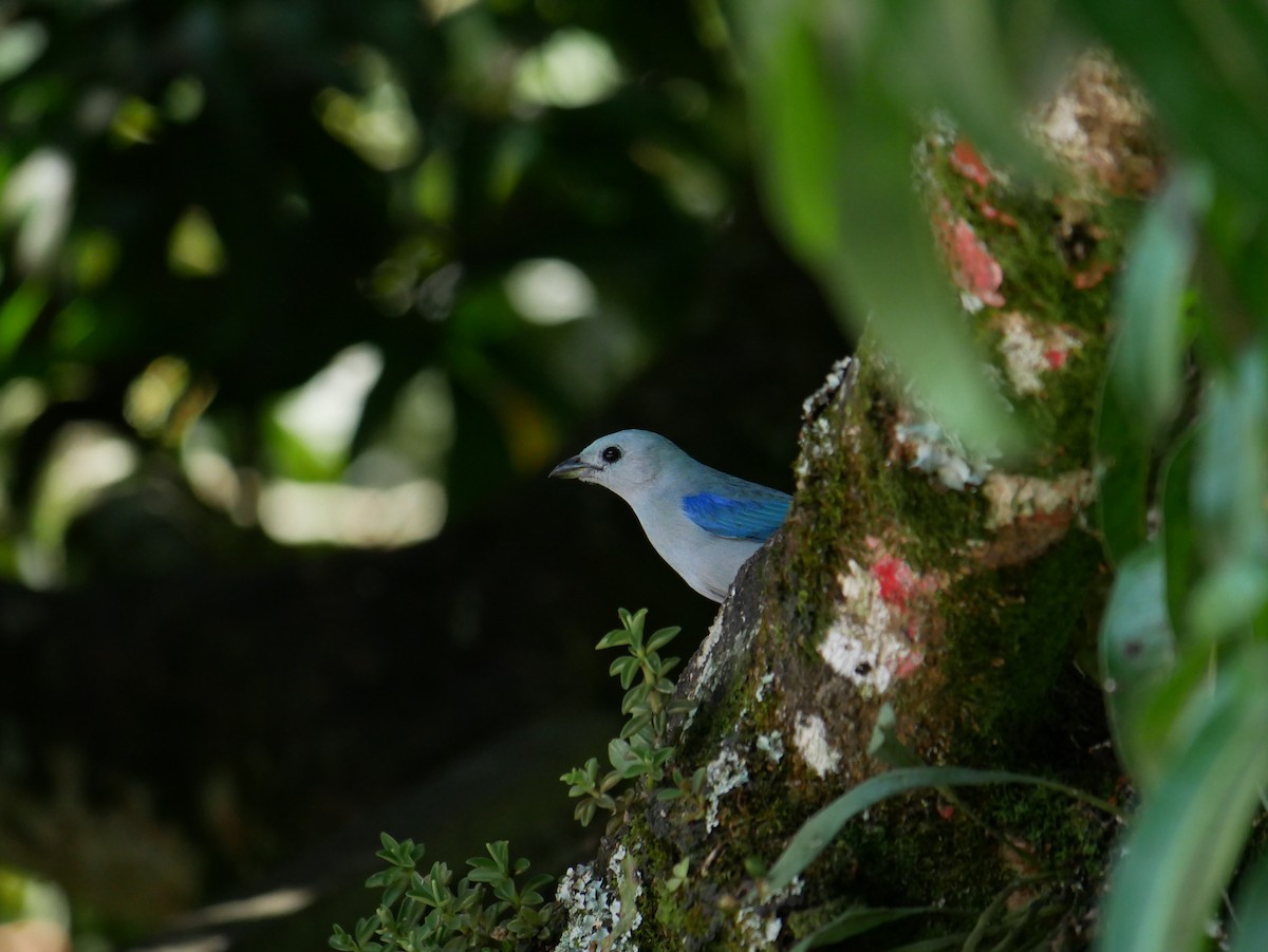 Blue-gray Tanager - ML620798637