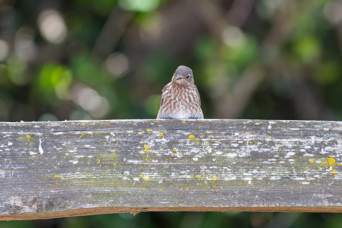 Western Bluebird - ML620798638