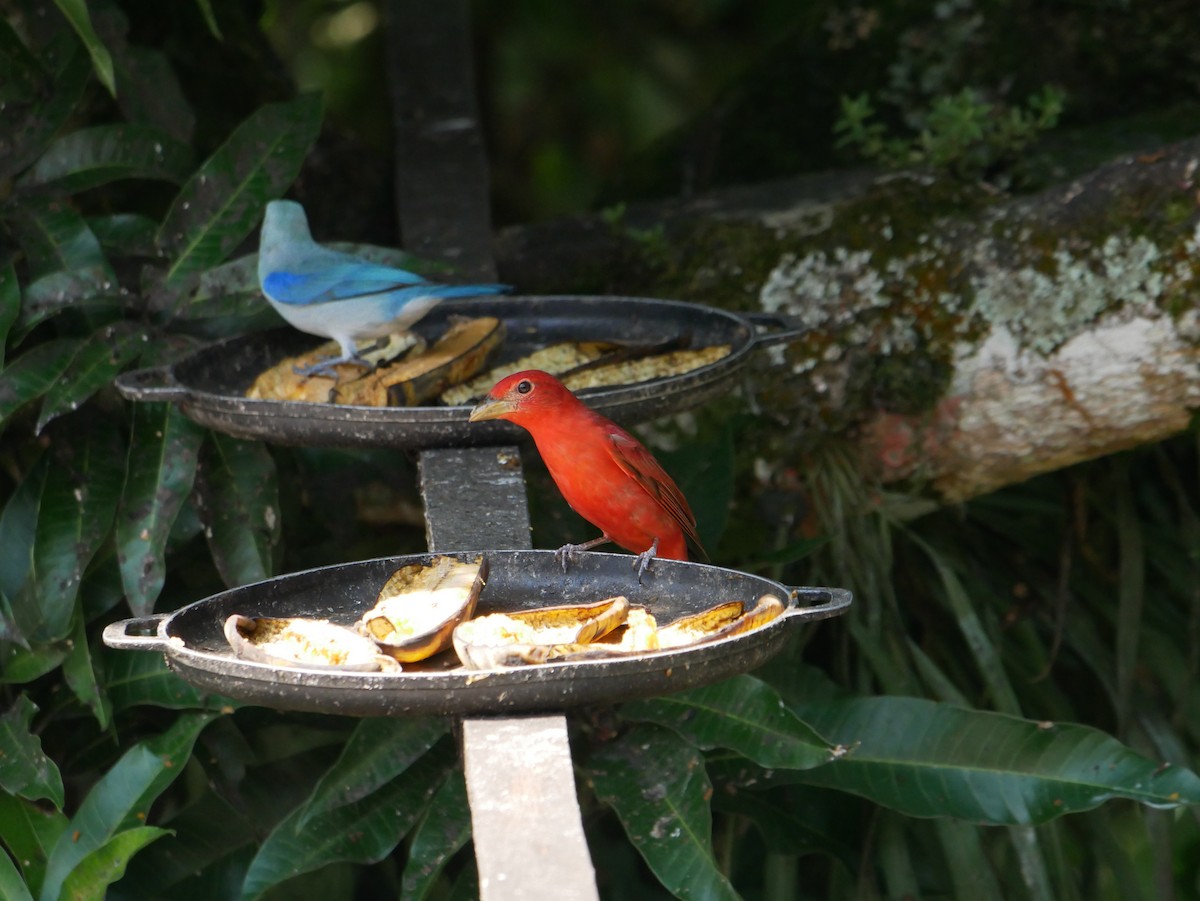 Summer Tanager - ML620798640