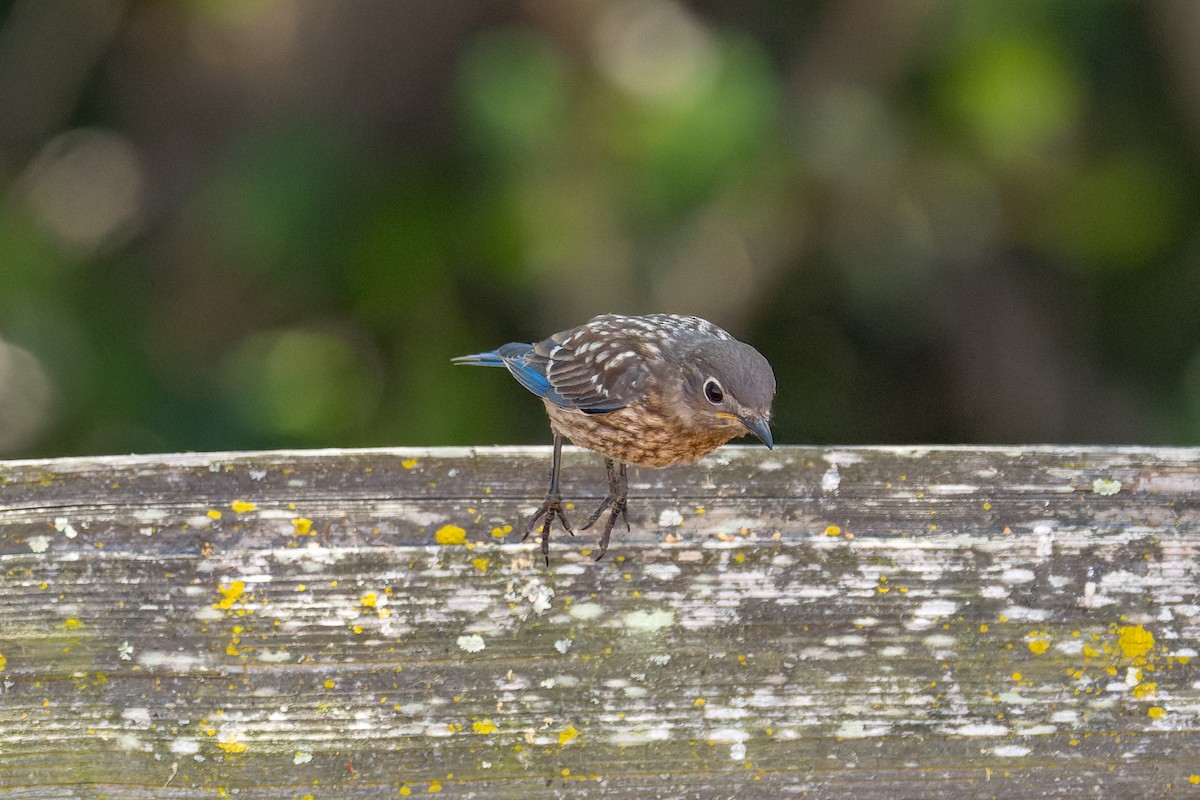 Western Bluebird - ML620798641