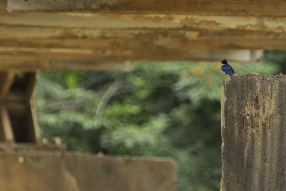 White-throated Blue Swallow - ML620798643