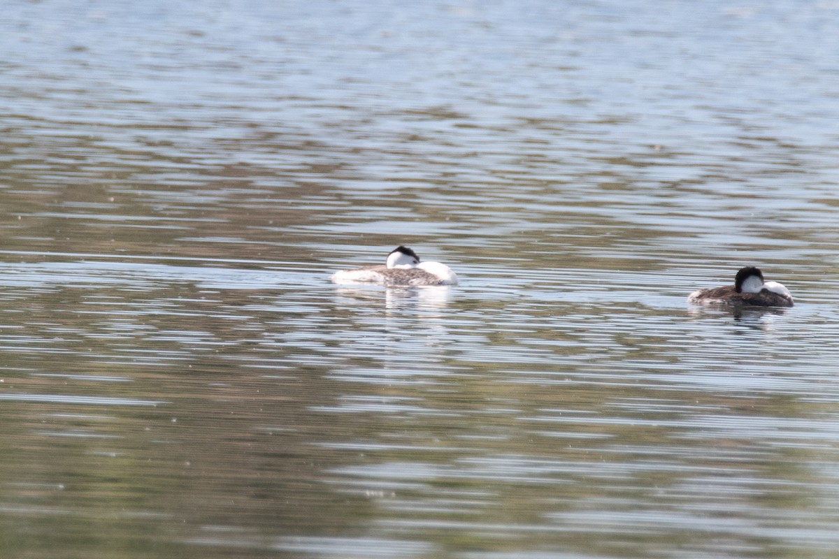 Clark's Grebe - ML620798644