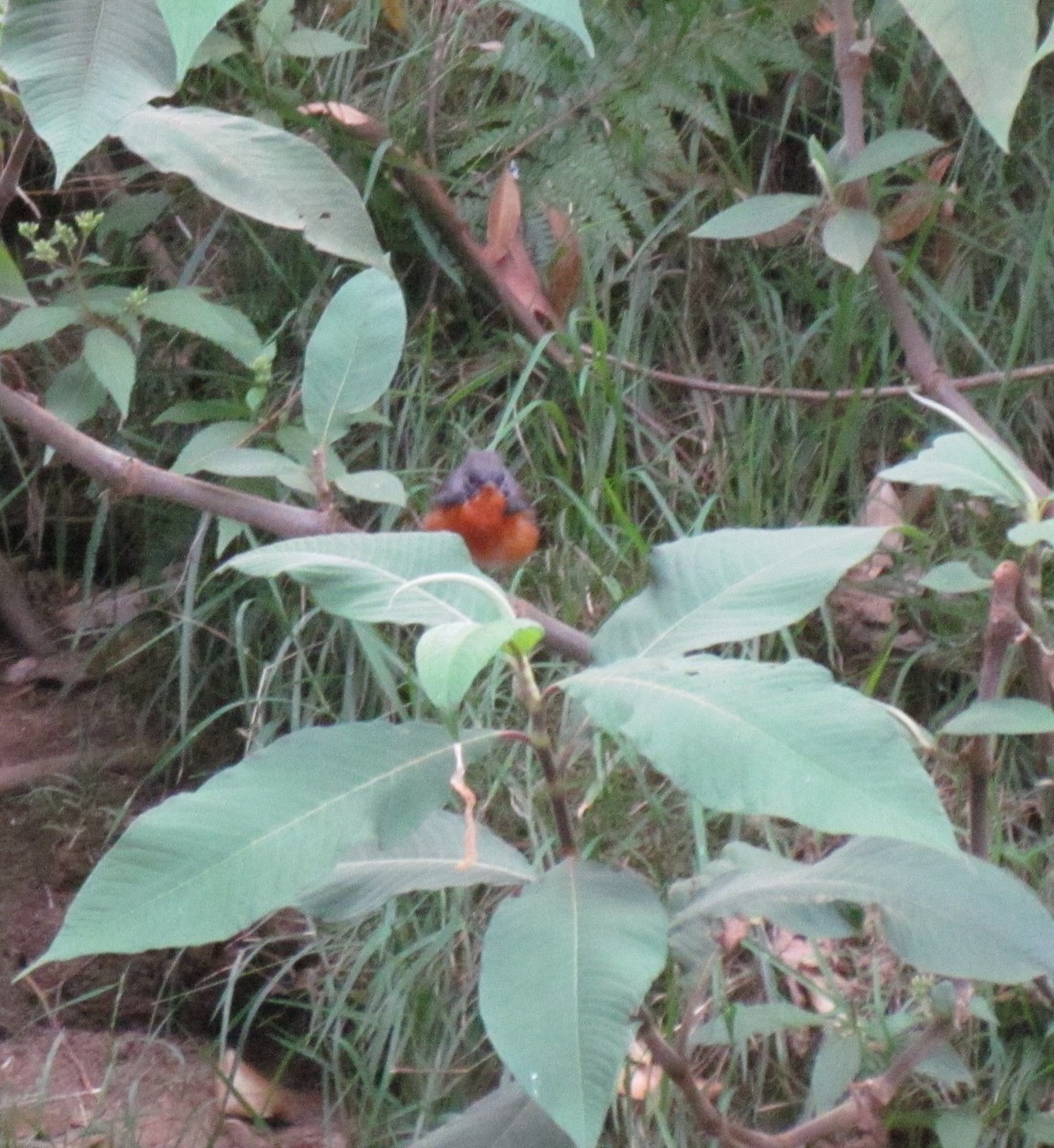 Kashmir Flycatcher - ML620798645