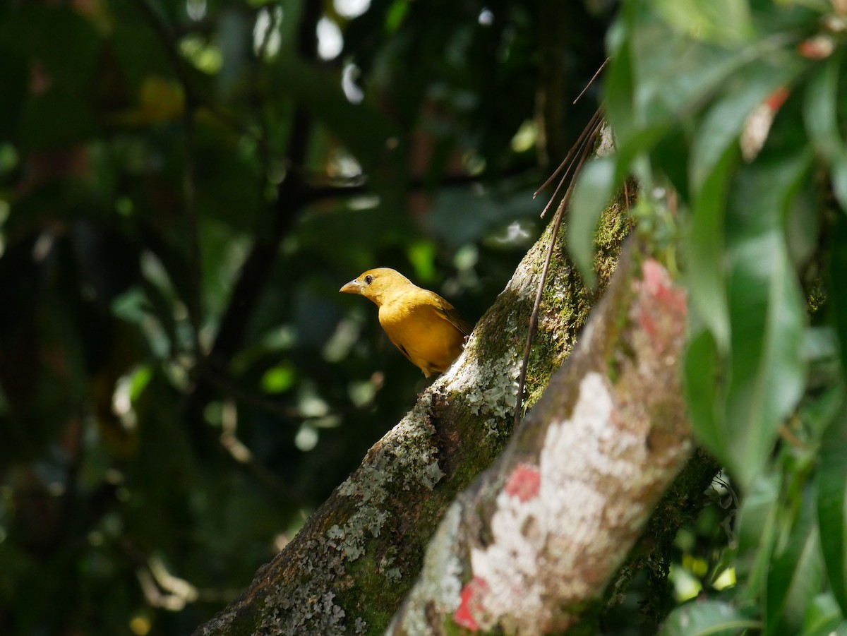 Summer Tanager - ML620798647