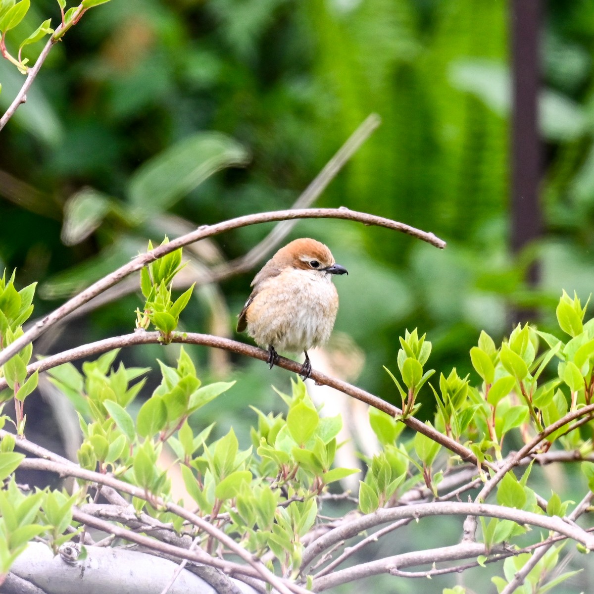 Bull-headed Shrike - ML620798648