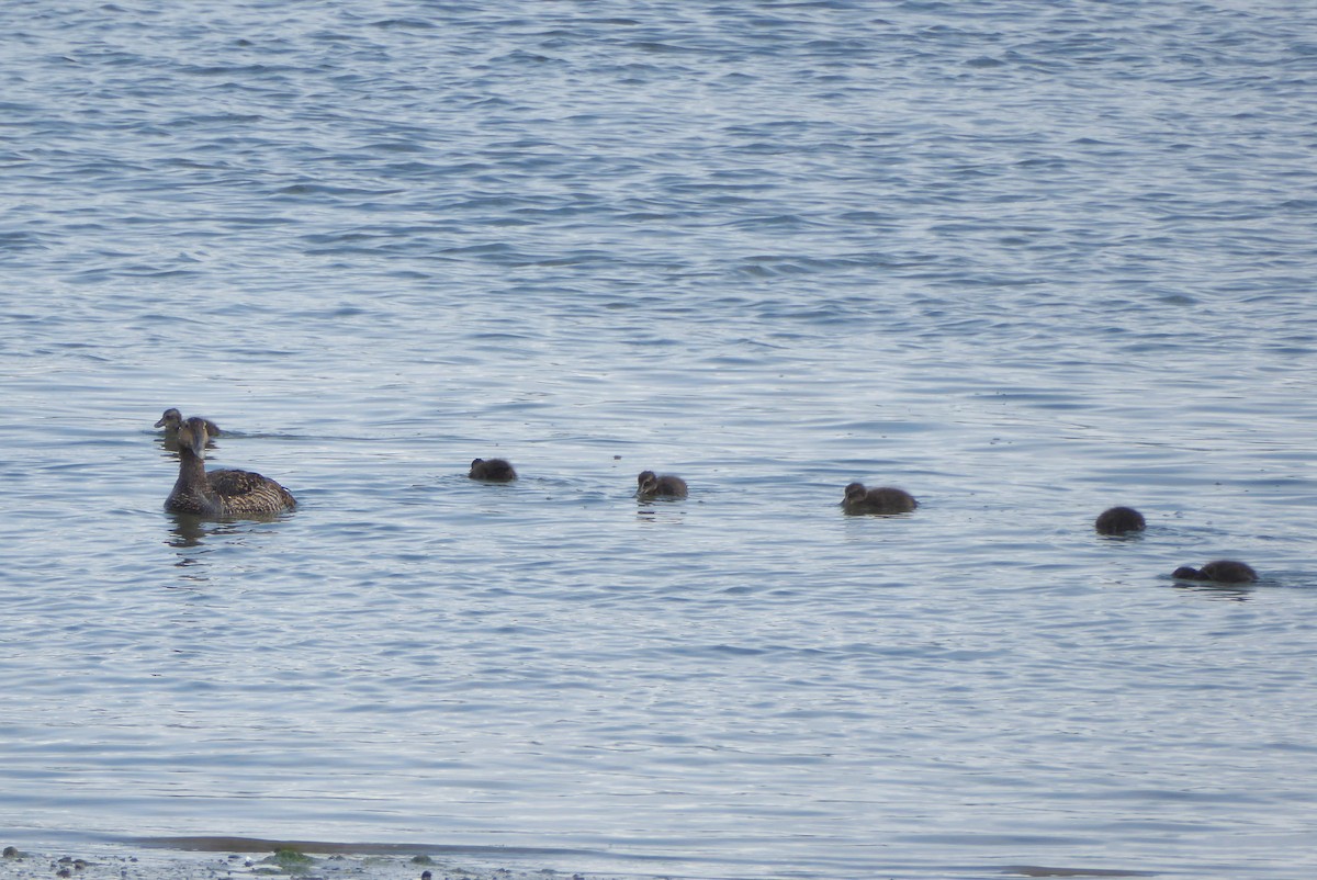 Common Eider (Dresser's) - ML620798649