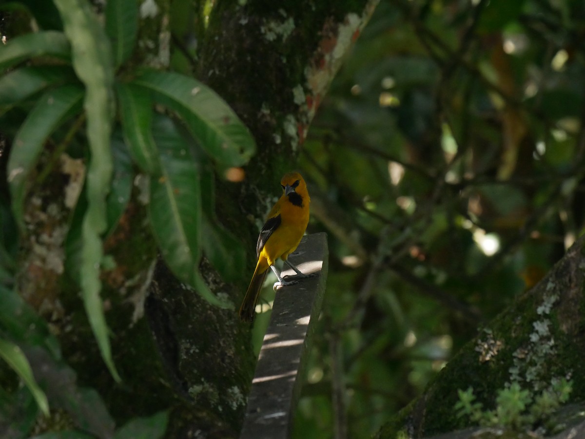 Yellow Oriole - ML620798650